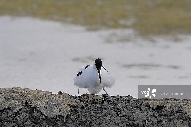 反嘴鹬孵化（法国盖朗德）图片素材
