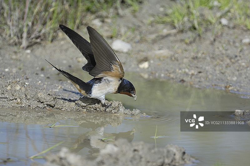 家燕在格朗德采集泥土图片素材