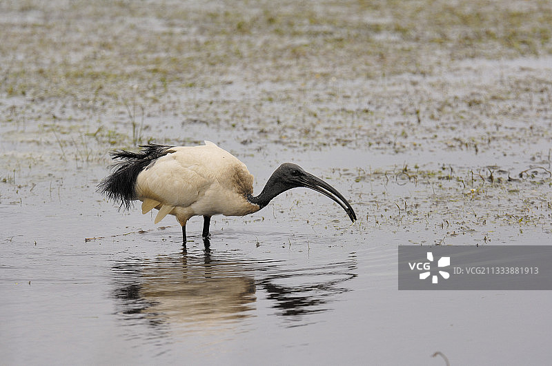 法国布里耶尔圣鹮衔小龙虾图片素材