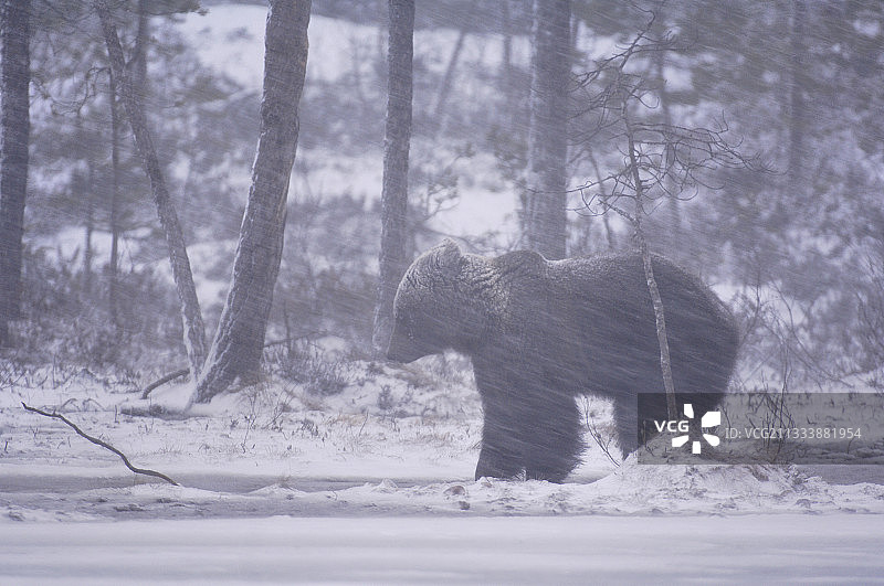 在芬兰的暴风雪中行走的棕熊图片素材