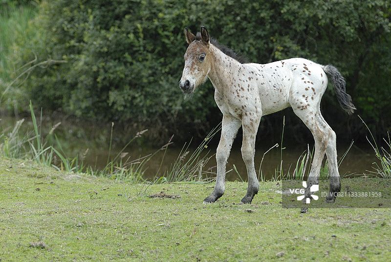 布里埃尔地区自然公园草地上的小马驹图片素材