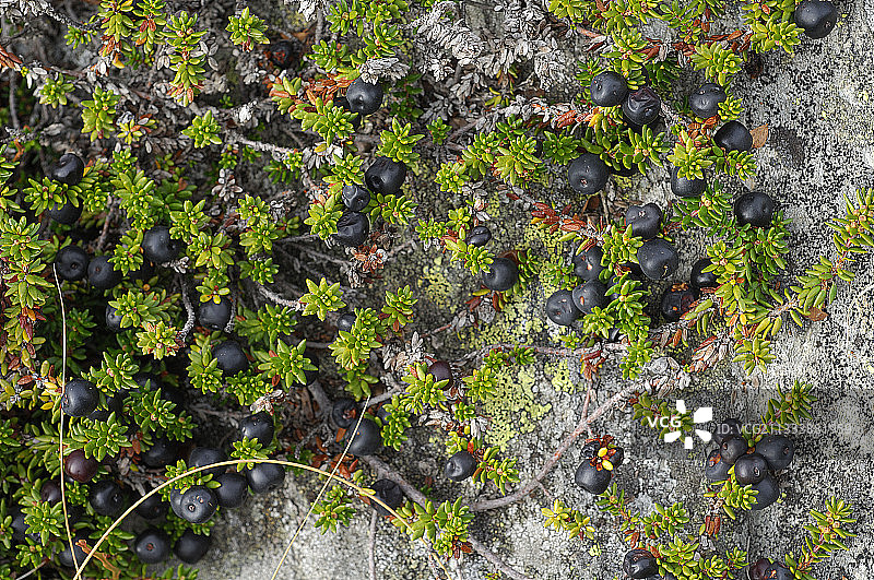 瑞士瓦莱州山上的卡马林黑浆果图片素材