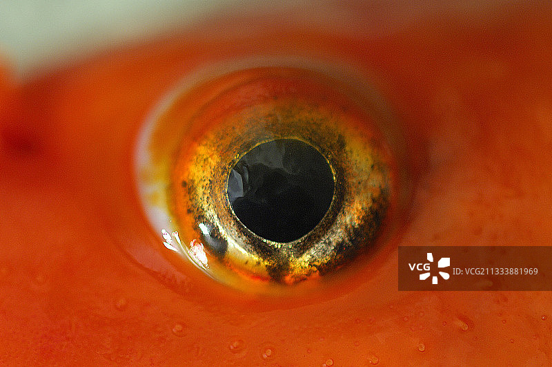 锦鲤的眼睛细节图片素材