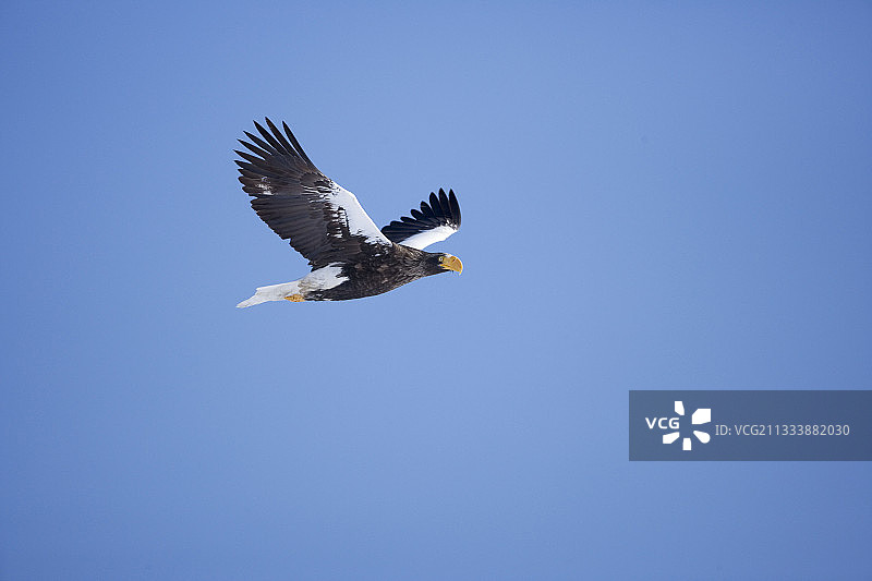 飞越日本根室地区抚伦湖的虎头海雕图片素材
