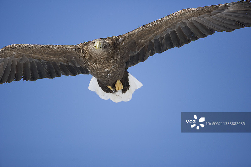 白尾海雕飞过日本根室地区图片素材