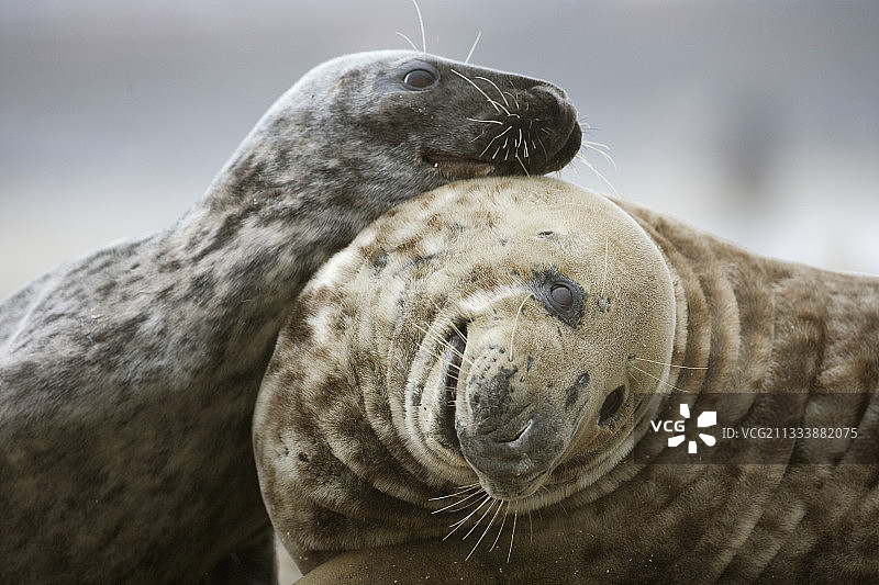 黑尔戈兰岛（群岛）图片素材