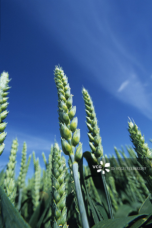 田野里绿色的麦穗图片素材