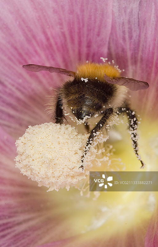 熊蜂采集花蜜图片素材
