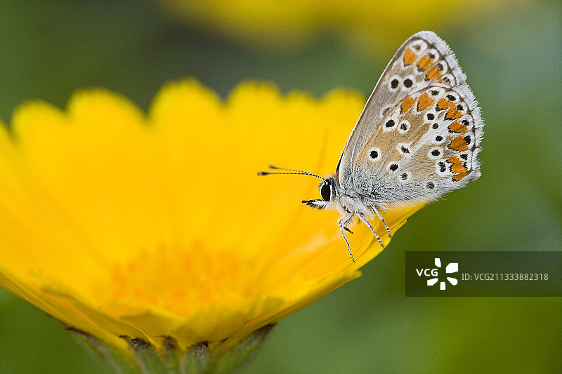 万寿菊花上的白垩蓝蝴蝶图片素材