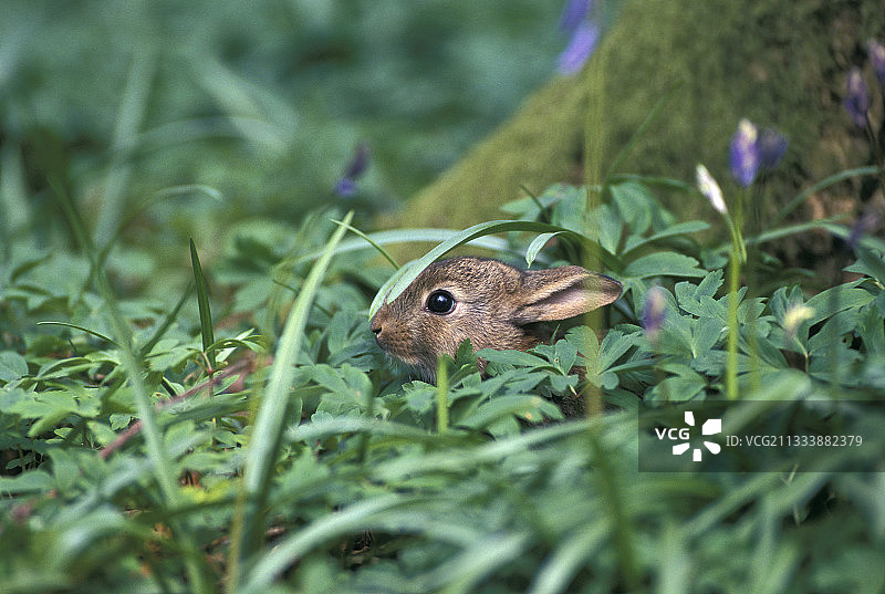 隐藏在法国灌木丛下的年轻欧洲兔图片素材