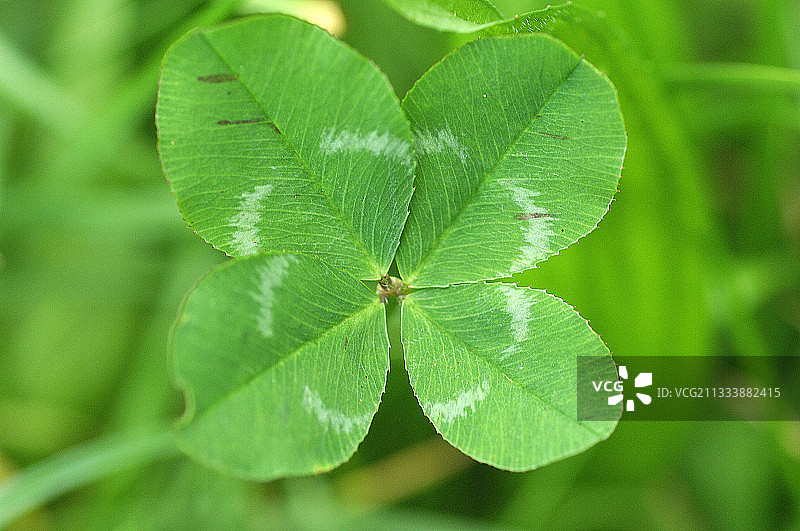 覆盖着瑞士幸福的四片白色叶子的三叶草图片素材