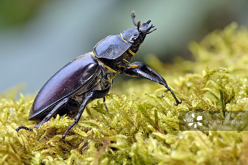 法国科雷兹苔藓上的雌性锹形甲图片素材