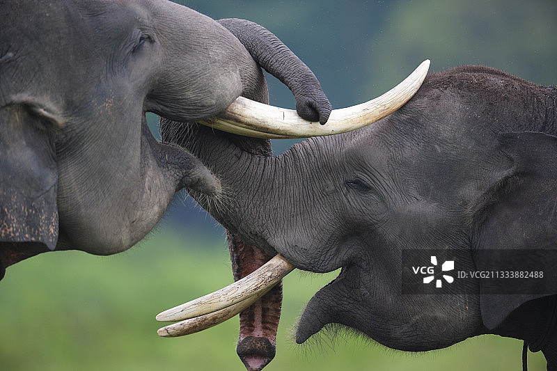 年轻雄性苏门答腊象的游戏，印度尼西亚图片素材