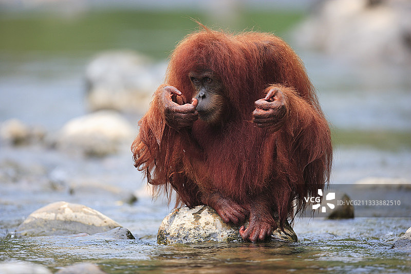 在印度尼西亚苏门答腊水中游泳的雌性苏门答腊猩猩图片素材