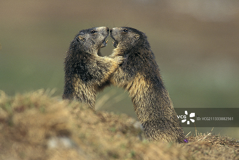 两只高山旱獭在法国瓦努斯面对面图片素材