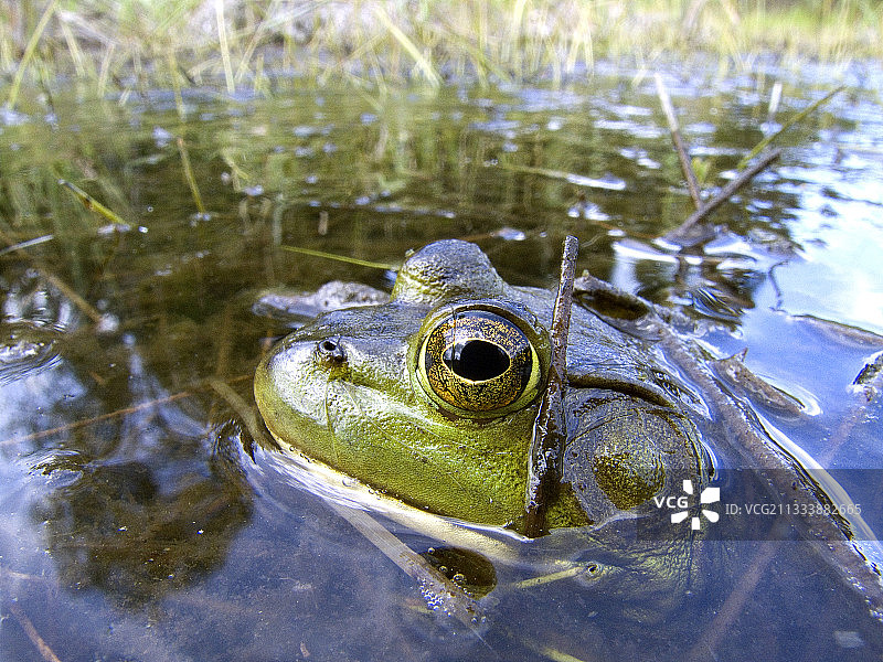 北美洲牛蛙在莫里西国家公园水中潜行图片素材