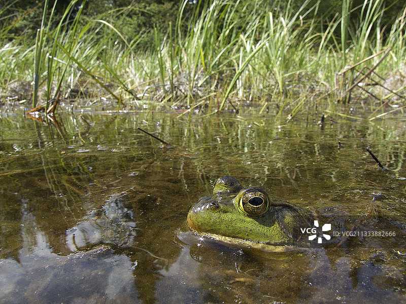 北美洲牛蛙在莫里西国家公园水中潜行图片素材