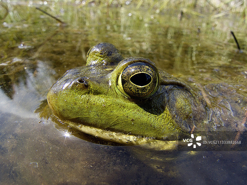 北美洲牛蛙在莫里西国家公园水中潜行图片素材