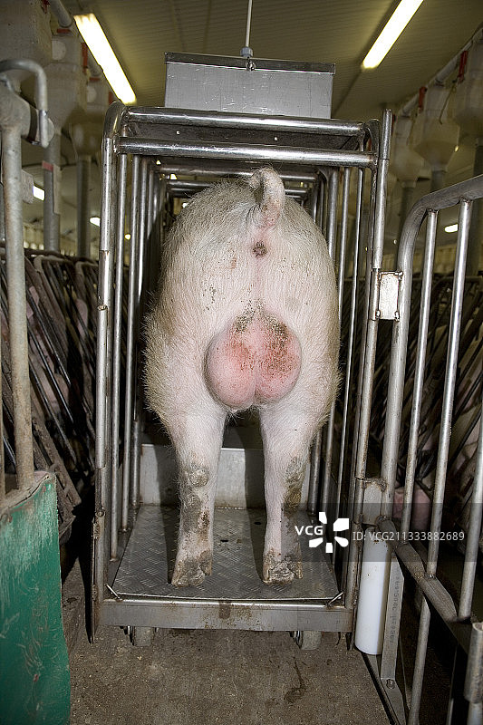 用于探测发情母猪的猪，加拿大米拉贝尔图片素材