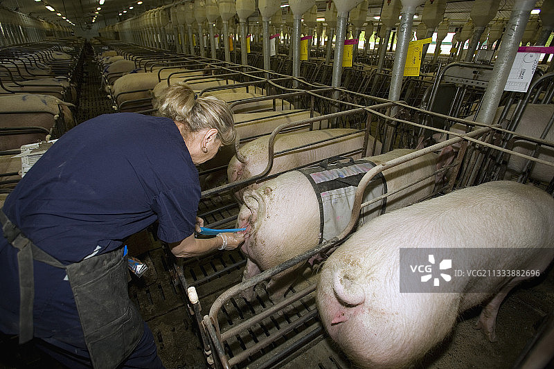加拿大米拉贝尔的母猪人工授精图片素材