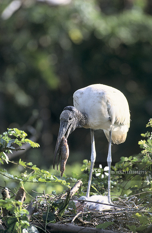美洲木鹳哺育幼鸟，巴西图片素材