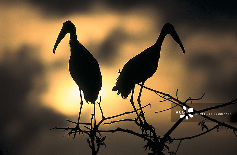 法属圭亚那黄昏时的木鹳图片素材