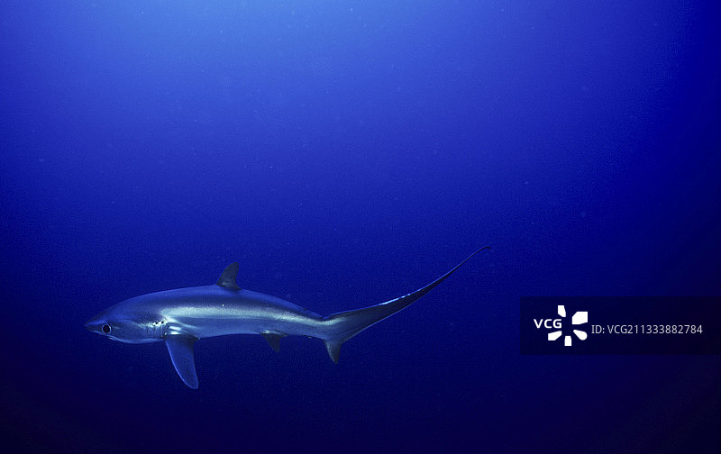 埃及红海中游弋的长尾鲨图片素材