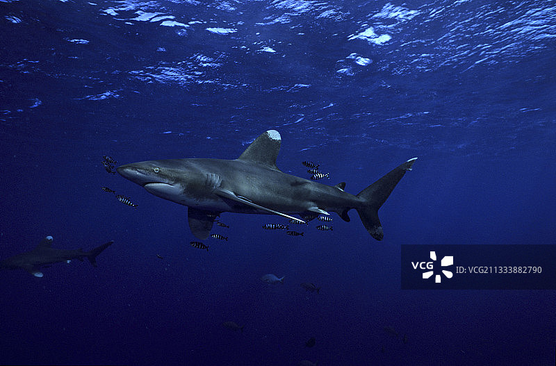 埃及红海的远洋白鳍鲨和鱼群图片素材