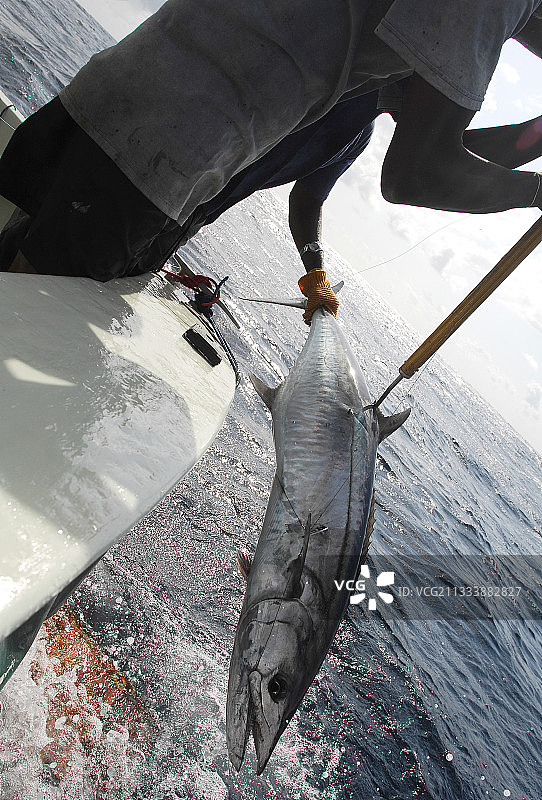 蒙巴萨肯尼亚附近的大型海钓图片素材