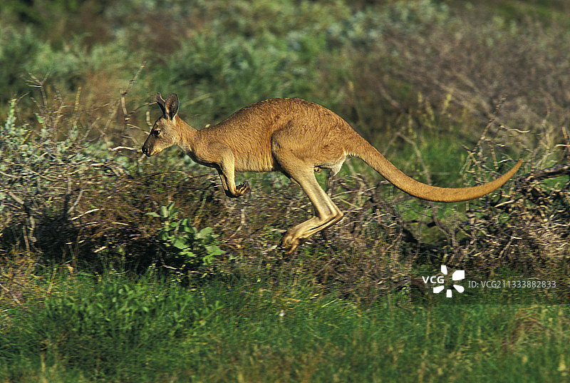 西瓦拉比跳跃于海角朗国家公园图片素材