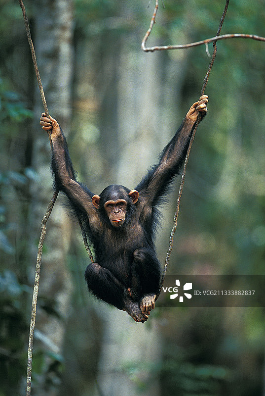 加蓬热带森林中在藤蔓上保持平衡的黑猩猩图片素材