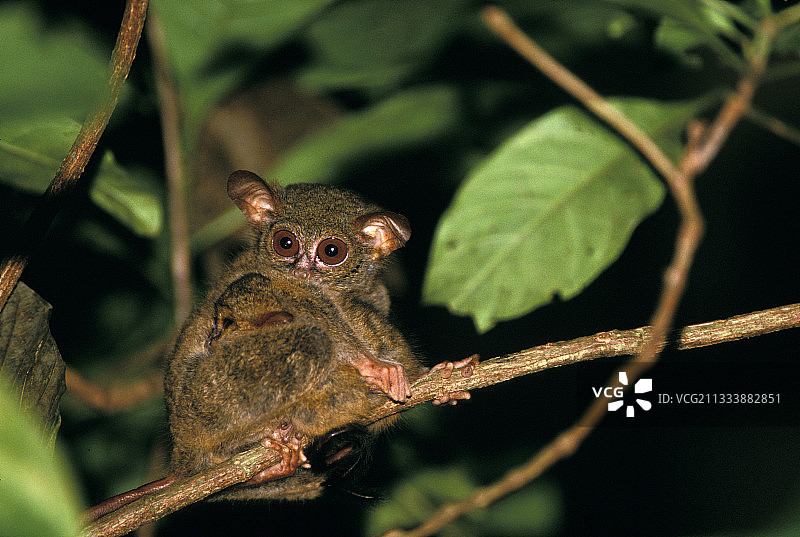 雌性东部跗猴及其幼崽在树枝上图片素材