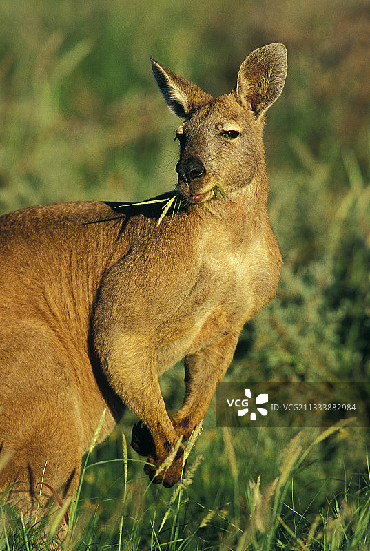 食用草的西部瓦拉鲁沙袋鼠肖像图片素材