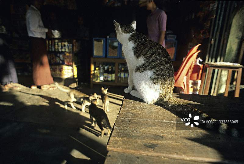 缅甸猫：坐着看其他猫图片素材