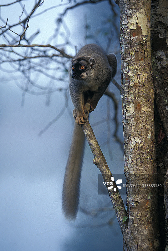马达加斯加的棕色狐猴图片素材