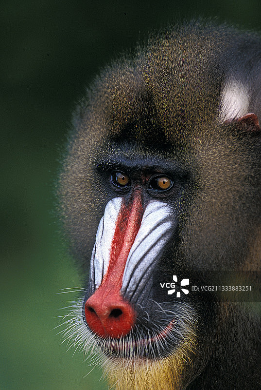 成年雄性加蓬山魈图片素材
