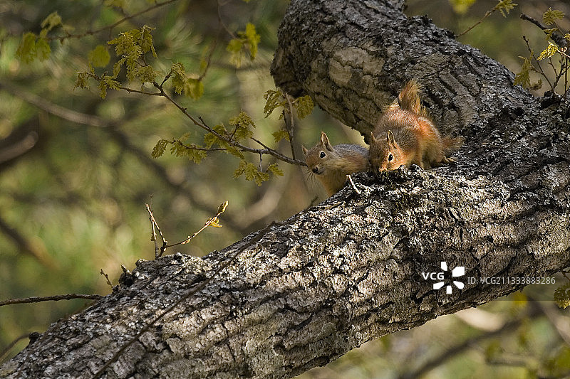 土耳其春天里树枝上的两只欧亚红松鼠图片素材