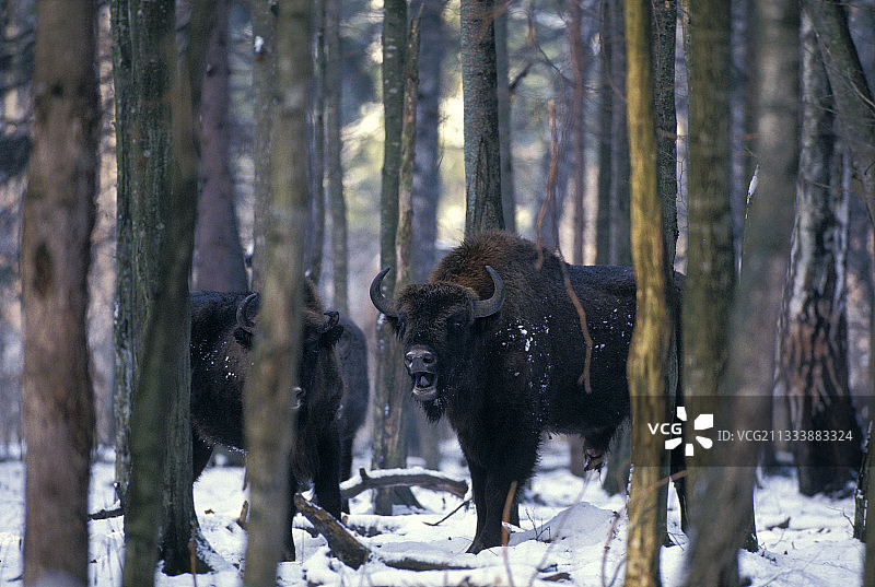 波兰比亚沃韦扎森林的欧洲野牛情侣图片素材
