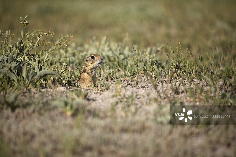 安纳托利亚中部苏丹沼泽的鸟类保护区图片素材