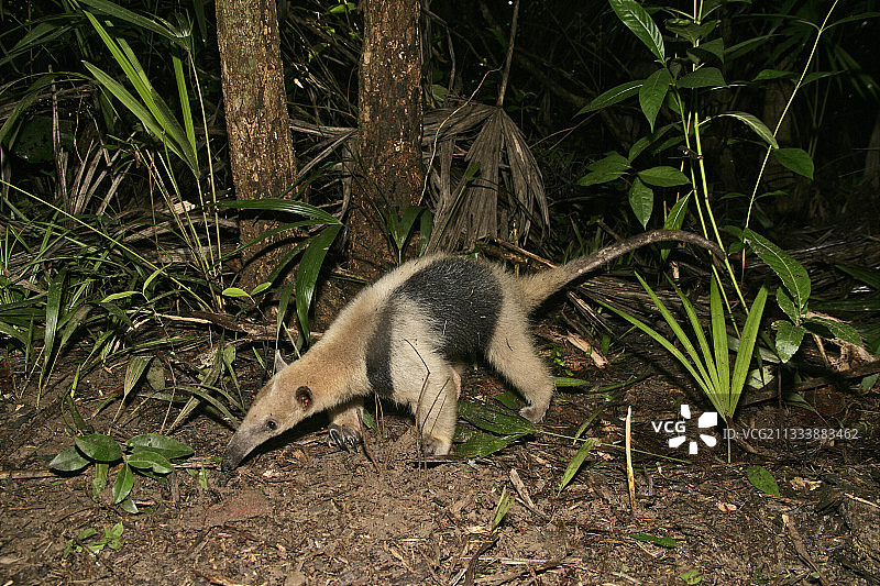 伯利兹物种图片素材