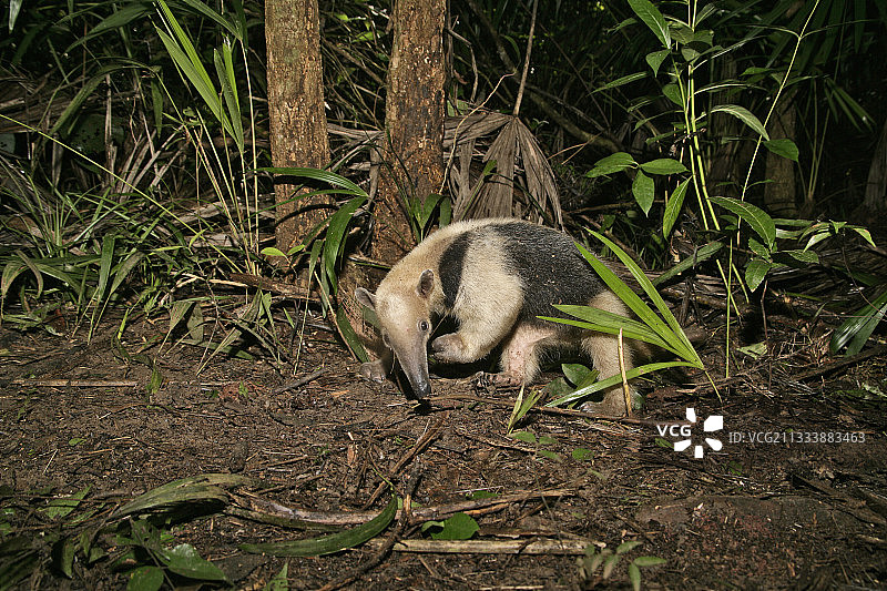 伯利兹物种图片素材