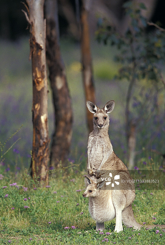 雌性东部灰袋鼠及其在沃伦邦格尔国家公园的小袋鼠图片素材
