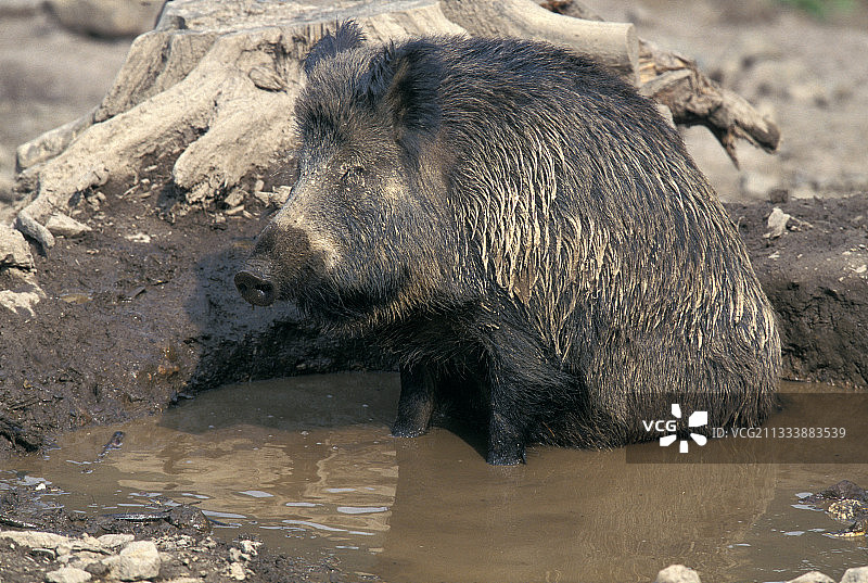 在泥潭中的野猪，比利时图片素材