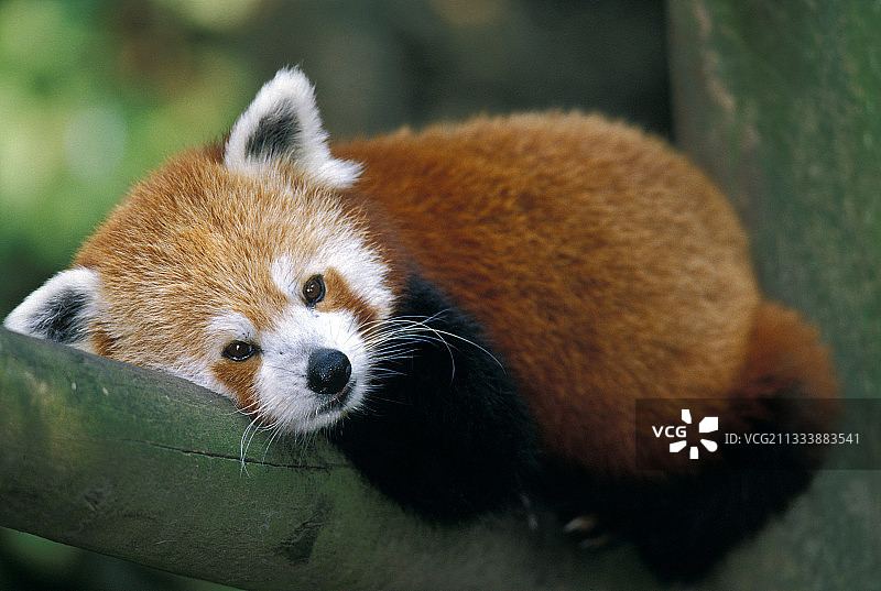 动物园里在树枝上休息的小熊猫图片素材