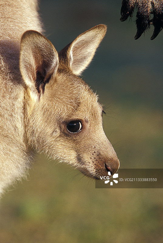 在母亲育儿袋中的幼年东部灰袋鼠图片素材