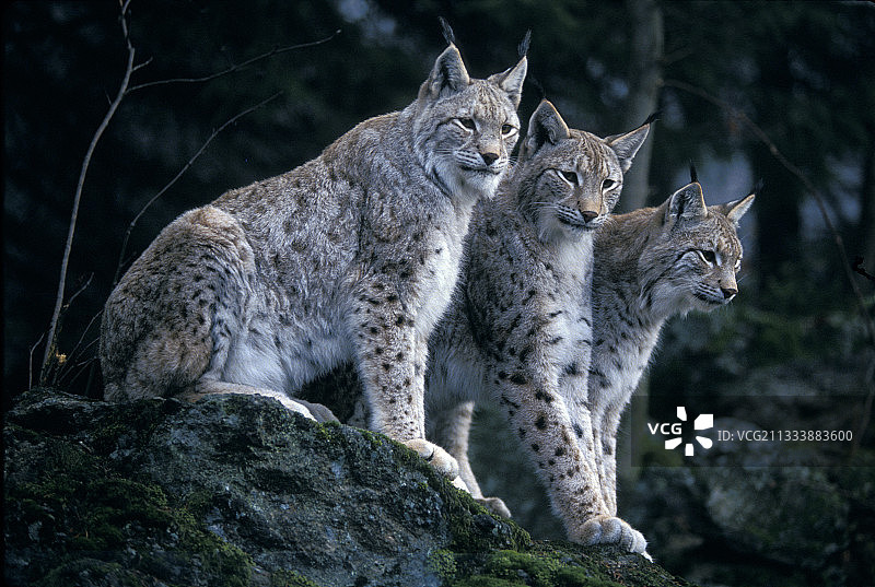 三只欧亚猞猁坐在岩石上观察公园图片素材