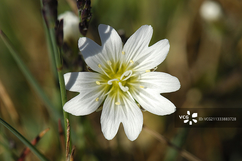 加拿大巴瑟斯特岛的北极鼠耳花图片素材