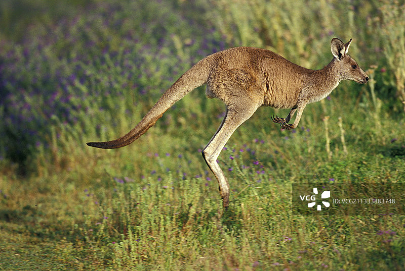 东部灰袋鼠在沃伦邦格尔国家公园跳跃图片素材