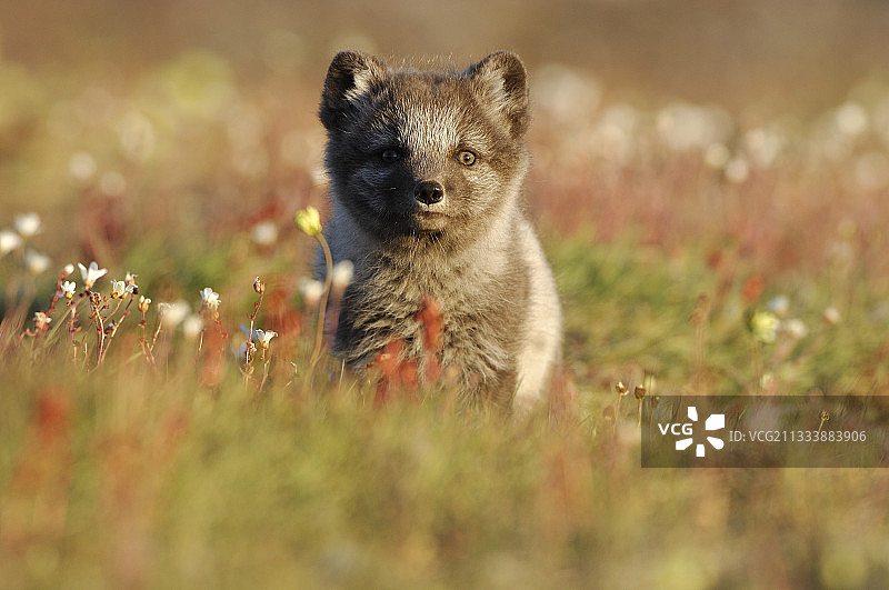 北极狐幼崽在其位于加拿大苔原的洞穴旁图片素材