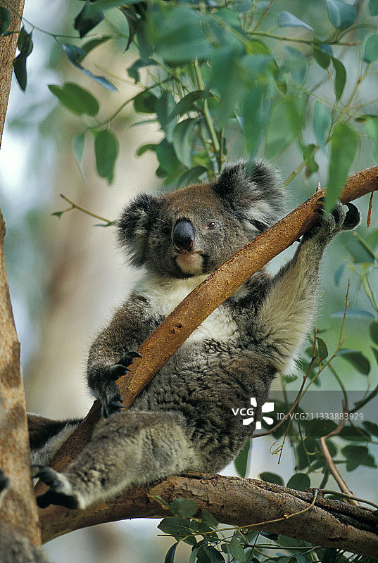 澳大利亚桉树上的考拉肖像图片素材